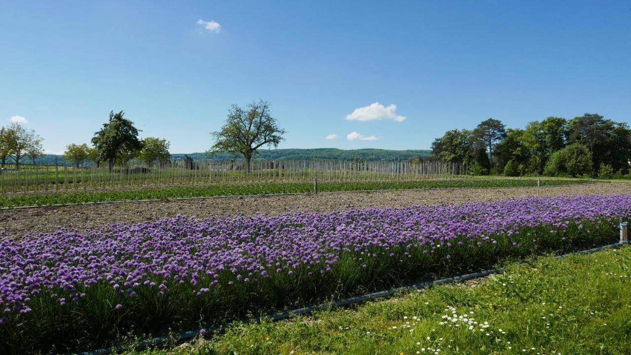 Haus Muensterblick Appartement Reichenau Buitenkant foto
